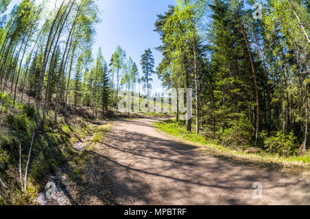 L'exploitation forestière en Lillomarka près d'Oslo, Norvège, sous le soleil de printemps. Banque D'Images