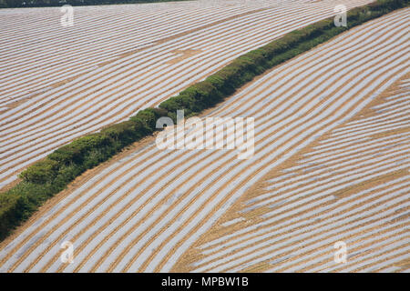 Que le maïs est cultivé sous plastique biodégradable près de Dorchester, dans le Dorset England UK GB. Banque D'Images