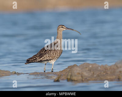 Le courlis corlieu, Numenius phaeopus, seul oiseau par l'eau, Espagne, Mai 2018 Banque D'Images