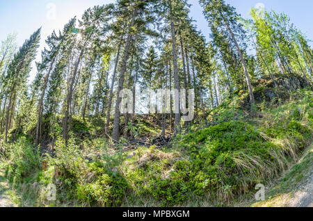 Itinéraires de randonnée en Lillomarka près d'Oslo, Norvège, au début du printemps, journée ensoleillée. Banque D'Images