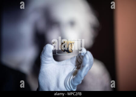 22 mai 2018, l'Allemagne, Münster : Lowell Flenders du Muetter Museum à Philadelphie (USA), tenant une plaque de verre avec un microscopique du tissu du cerveau d'Albert Einstein au Musée westphalien de l'histoire naturelle. L'exposition spéciale "Le cerveau - l'intelligence, la conscience, sentiment" montre les spécimens, parmi eux, des pièces d'Albert Einstein's brain. C'est l'ouverture le 29 juin au Musée d'Histoire Naturelle de Westphalie. Photo : Guido Kirchner/dpa Banque D'Images