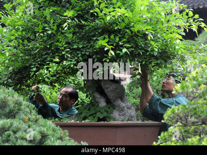 Suzhou, Province de Jiangsu en Chine. 22 mai, 2018. Garniture de jardiniers du paysage en pot à l'endroit pittoresque montagne Huqiu à Suzhou, Province de Jiangsu en Chine de l'Est, le 22 mai 2018. Credit : Accrocher South/Xinhua/Alamy Live News Banque D'Images