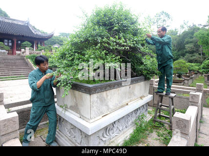 Suzhou, Province de Jiangsu en Chine. 22 mai, 2018. Garniture de jardiniers du paysage en pot à l'endroit pittoresque montagne Huqiu à Suzhou, Province de Jiangsu en Chine de l'Est, le 22 mai 2018. Credit : Accrocher South/Xinhua/Alamy Live News Banque D'Images