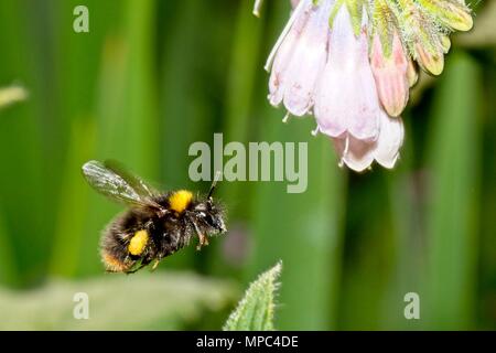 22 mai 2018. Météo britannique. Un bourdon (Bombus pratorum) vole autour d'un plant de consoude sur une chaude après-midi dans l'East Sussex, Royaume-Uni. Credit : Ed Brown/Alamy Live News Banque D'Images