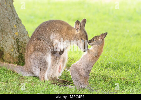 Un bébé wallaby, connu sous le nom de joey, jette un coup d'œil hors de la poche de sa mère protectrice, puis s'aventure pour une exploration par un après-midi chaud et ensoleillé au ZSL Whipsnade Zoo dans le Befordshire. Whipsade a un grand groupe de wallabies de Bennett (Macropus rufogriseus), également appelés wallabies à cou rouge. Les joeys restent dans la poche de leur mère pendant neuf mois après la naissance, avant de commencer à s'aventurer dans le monde, mais sautent souvent à la sécurité dans la poche. Crédit : Imageplotter Banque D'Images