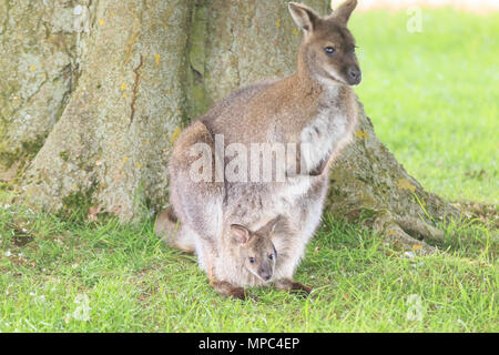 Un bébé wallaby, connu sous le nom de joey, jette un coup d'œil hors de la poche de sa mère protectrice, puis s'aventure pour une exploration par un après-midi chaud et ensoleillé au ZSL Whipsnade Zoo dans le Befordshire. Whipsade a un grand groupe de wallabies de Bennett (Macropus rufogriseus), également appelés wallabies à cou rouge. Les joeys restent dans la poche de leur mère pendant neuf mois après la naissance, avant de commencer à s'aventurer dans le monde, mais sautent souvent à la sécurité dans la poche. Crédit : Imageplotter Banque D'Images