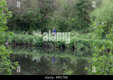 Lagan Towpath, Belfast, Irlande du Nord. 22 mai 2018. UK - après une matinée grise et en début d'après-midi, le soleil perce les nuages thr éventuellement de mettre en place un brillant terminer pour la journée. Une femme et son chien marcher sur le chemin de halage Lagan. Crédit : David Hunter/Alamy Live News. Banque D'Images