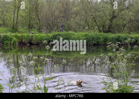 Lagan Towpath, Belfast, Irlande du Nord. 22 mai 2018. UK - après une matinée grise et en début d'après-midi, le soleil perce les nuages e éventuellement de mettre en place un brillant terminer pour la journée. Un homme et un chien marcher sur le chemin de halage, tandis qu'un chien labrador récupère un bâton de la rivière Lagan. Crédit : David Hunter/Alamy Live News. Banque D'Images