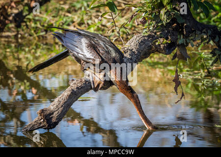 Le dard de l'Afrique dans le parc national Kruger, Afrique du Sud ; Espèce de Anhingidae Anhinga rufa famille Banque D'Images