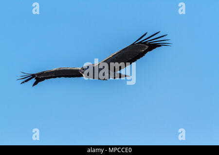 Harrier africains-hawk en Kruger National Park, Afrique du Sud ; Espèce Polyboroides typus Famille des Accipitridae Banque D'Images