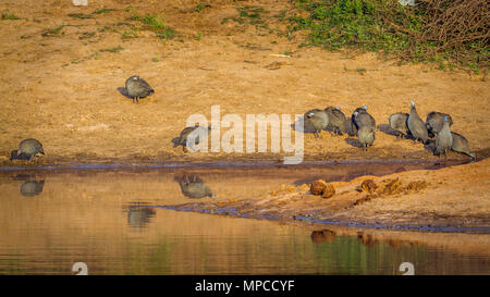 Pintade de Numidie en Kruger National Park, Afrique du Sud ; Espèce Numida meleagris famille des Numididae Banque D'Images