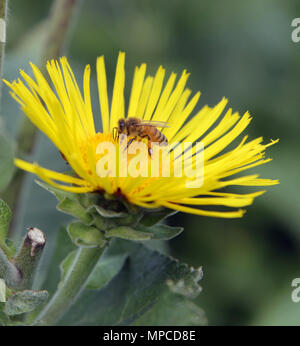 Abeille sur une fleur jaune Banque D'Images