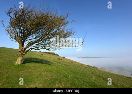 Sur l'arbre balayées par les South Downs, Sussex, UK Banque D'Images