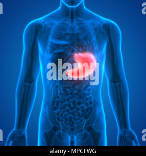 Système digestif humain Anatomie de l'estomac Banque D'Images