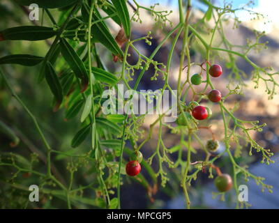 Close up de poivre vert et rose avec des arbres de fruits. Banque D'Images