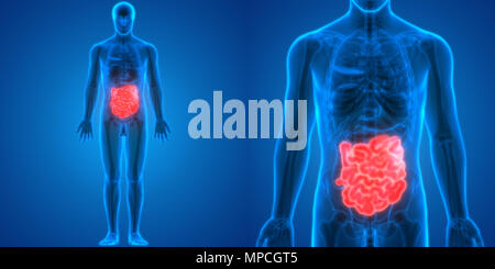 Système digestif humain Anatomie de l'intestin grêle Banque D'Images