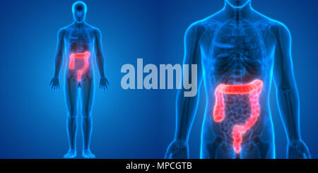 Système digestif humain Gros intestin anatomie Banque D'Images