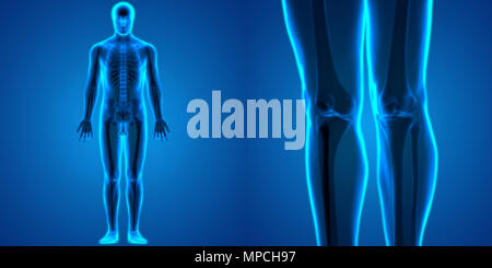 Corps humain des douleurs des os Anatomie des articulations du genou Banque D'Images