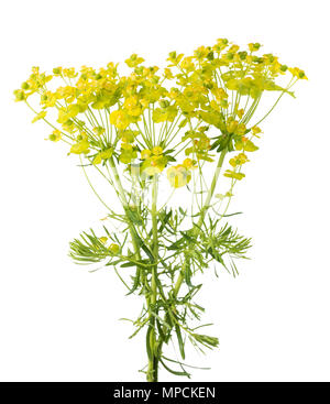L'euphorbe cyprès (Euphorbia cyparissias) isolé sur fond blanc Banque D'Images