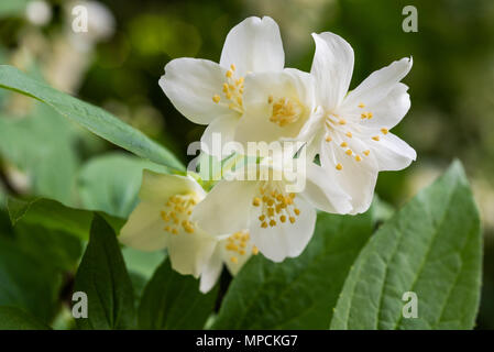 Fleurs de jasmin sur fond flou Banque D'Images