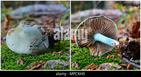 L'odora Clitocybe champignon, connu sous le nom de l'entonnoir d'anis toadstool Banque D'Images