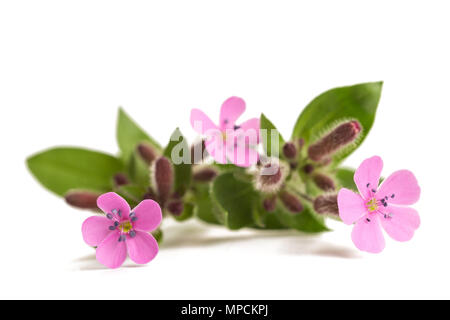 Soapwort isolé sur fond blanc Banque D'Images