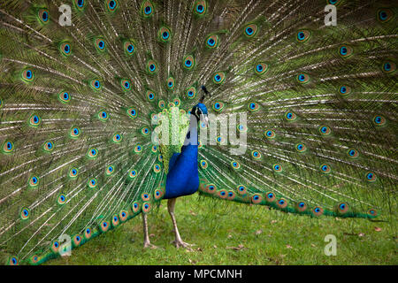 L'Europe, l'Allemagne, Peacock, paons commun (lat. Pavo cristatus) affichage de la queue, à l'Forstbotanischer Garten, un arboretum et jardin botanique forestiers ga Banque D'Images