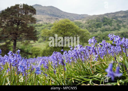 Vue imprenable sur une croissance jacinthes colline dans le parc national de Snowdonia, à la fin du printemps au début de l'été. Nant Gwynant Gwynedd au Pays de Galles Royaume-uni Grande-Bretagne Banque D'Images