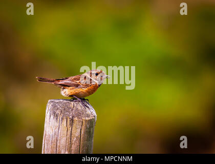 Stonechat femelle assis sur un poteau de clôture Banque D'Images