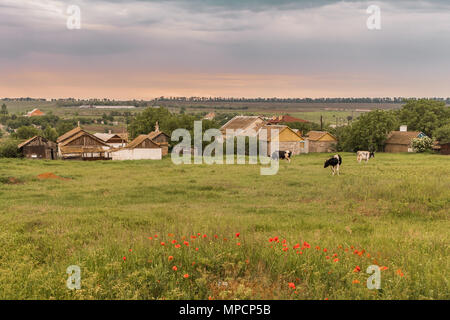 Les vaches paissent dans le domaine dans le contexte des maisons rurales. Derrière les maisons il y a des champs et une ceinture forestière à l'horizon. Sunset Sky Banque D'Images