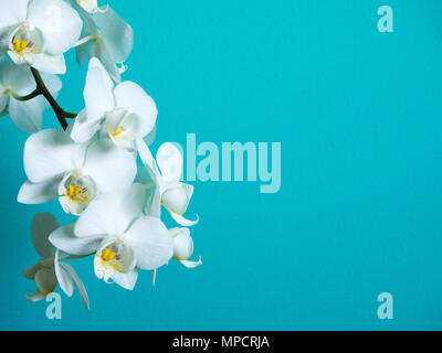 Orchidée phaleanopsis blanc sur fond bleu avec copie espace Banque D'Images