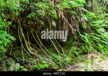 La végétation tropicale dense à Samana Banque D'Images