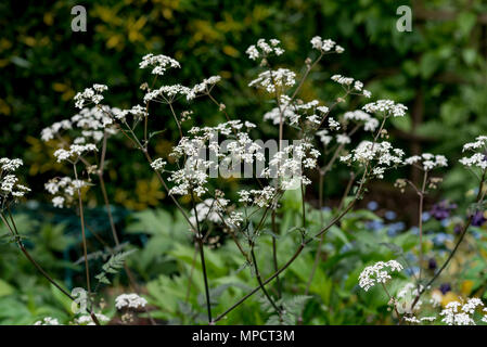 Anthriscus sylvestris Ravenswing, Apiaceae. Cow parsley, fleurs blanches. Banque D'Images