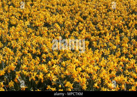 La Haye , Pays-Bas - avril 7 , 2015 : plein champ avec narcisse au printemps en Hollande Banque D'Images