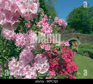 Rhododendrons Pink pearl Bressingham gardens Norfolk Banque D'Images