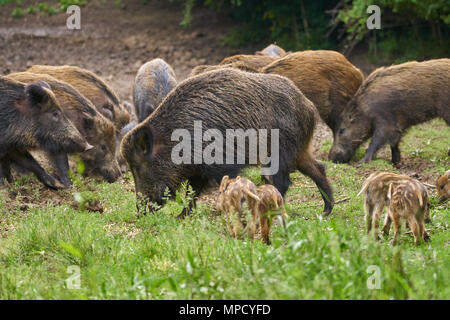 La population de porcs, truies et porcelets d'enracinement de l'alimentation Banque D'Images