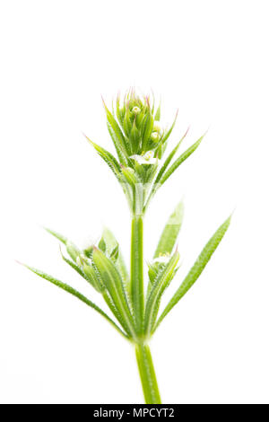 Gaillet, Galium aparine, parfois appelé éleusine, en fleurs. De plus en plus trouvé dans une haie au nord du Dorset England UK GB. Sur un fond blanc Banque D'Images