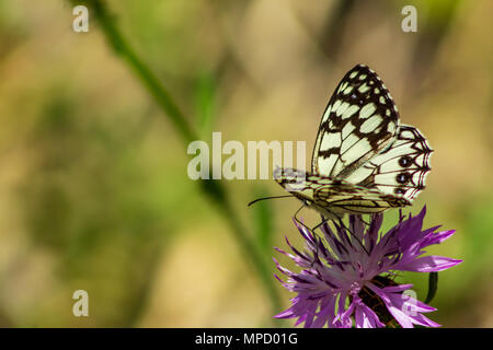 Melanargia ines, papillon blanc marbré espagnol sur une fleur en tweed Banque D'Images