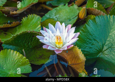 Fleur de lotus Banque D'Images