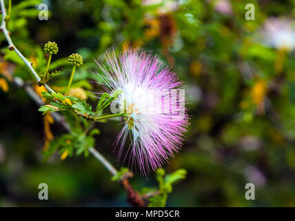 Acacia en fleurs. Albizia julibrissin Banque D'Images
