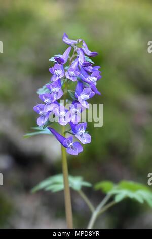 Fumewort, Corydalis solida, fleur sauvage de la Finlande Banque D'Images