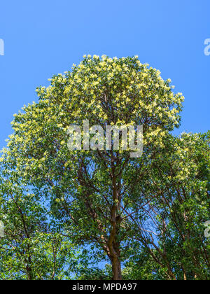 Arbutus Tree in Flower, Hornby Island, BC, Canada. Banque D'Images