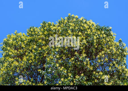 Arbutus Tree in Flower, Hornby Island, BC, Canada. Banque D'Images
