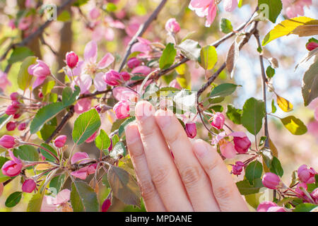 Boutons de rose et d'arbres fruitiers unblown avec main de femme coccinelle, soft focus. Fleurs de pommier sur ressort. Pommetier en fleurs dans le parc libre. Banque D'Images