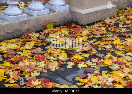 Rouge, jaune, orange feuilles d'érable sur la surface d'asphalte détrempé avec détail de Gray Stone Fence. Automne nuageux jour pluvieux de parc public. Banque D'Images