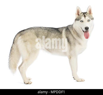 Husky Sibérien en permanent à profil de face sur fond blanc Banque D'Images