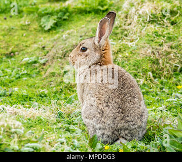 Close up de lapin dans l'herbe, à l'île de mai, Firth of Forth, Ecosse, Royaume-Uni Banque D'Images