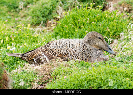 Close up de femelles sur leur nid, d'eider (Somateria mollissima, à l'île de mai, Ecosse, Royaume-Uni Banque D'Images