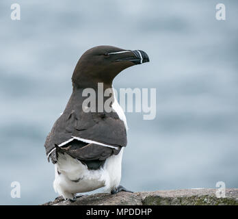 Gros plan du razorbill, Alca torda, sur le rebord de la falaise, île de mai, Firth of Forth, Écosse, Royaume-Uni Banque D'Images