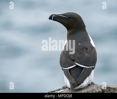 Gros plan du razorbill, Alca torda, sur le rebord de la falaise, île de mai, Firth of Forth, Écosse, Royaume-Uni Banque D'Images